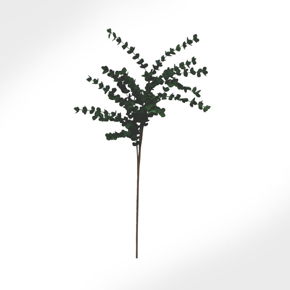 Branche d'eucalyptus foncée
