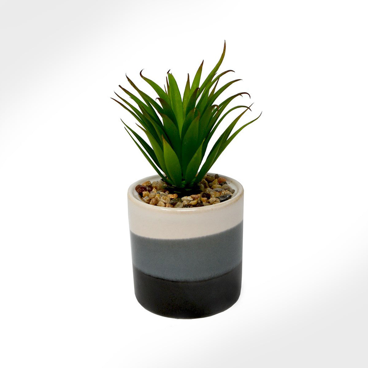 Plante yucca