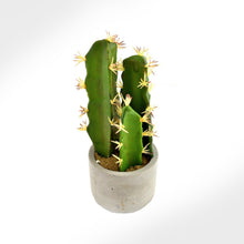 Charger l&#39;image dans la galerie, Cactus

